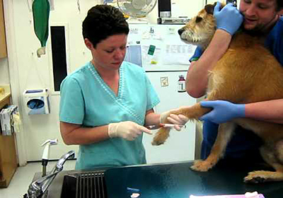 Анализ крови собаки цена минск