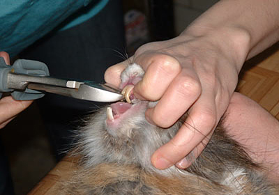 Сколько стоит стерилизация кошки гродно