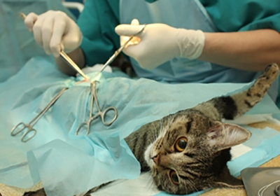 Сколько стоит стерилизация кошки гродно