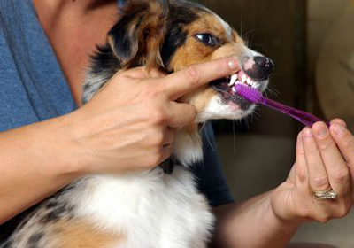 Анализ крови собаки цена минск